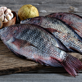 Whole Tilapia
