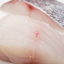 Blue Snapper