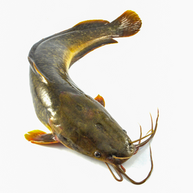 Catfish Whole - Entero