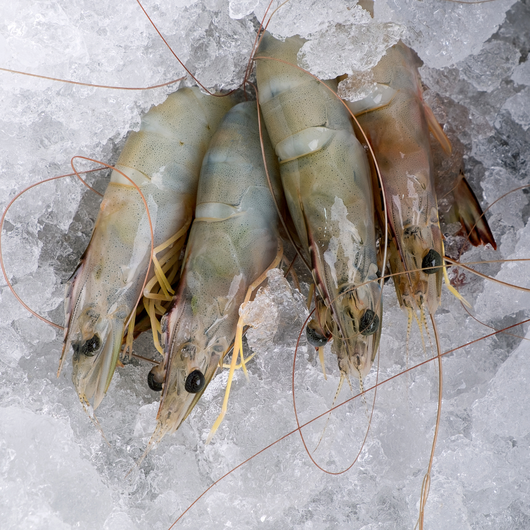 Head On Shrimp