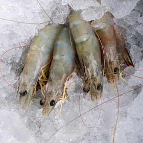 Head On Shrimp