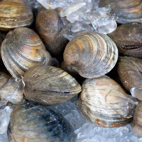 Little Neck Clams 1/2 Dozen