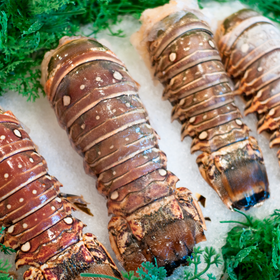 Lobster Tail 7oz
