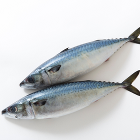 Mackerel